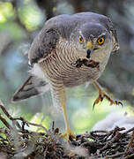 Eurasian Sparrowhawk