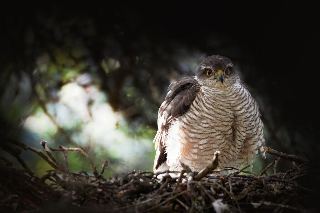 Eurasian Sparrowhawkadult