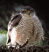 Eurasian Sparrowhawk