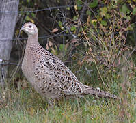 Common Pheasant