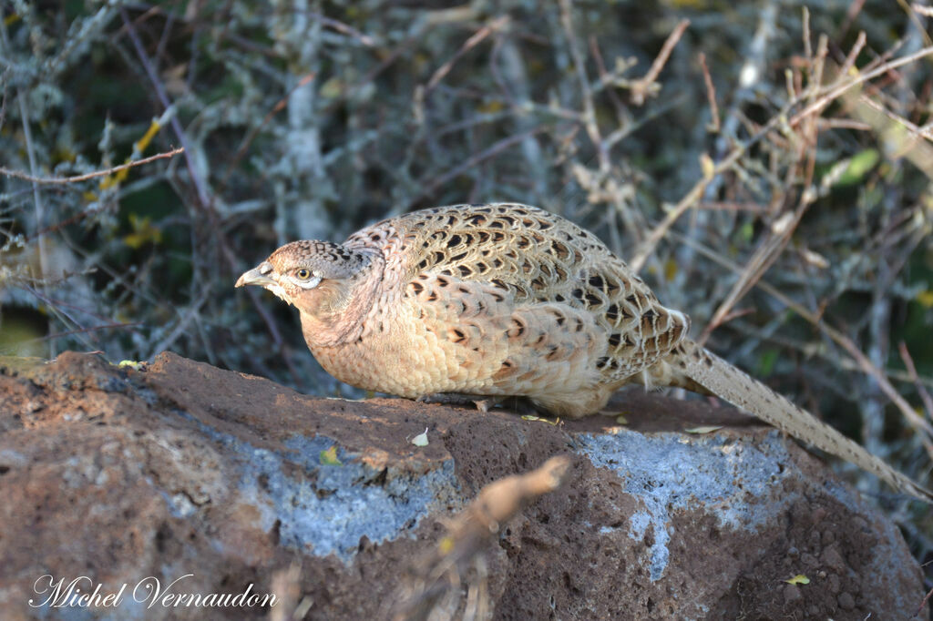 Common Pheasant female adult