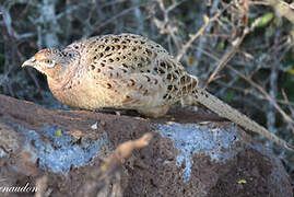 Common Pheasant