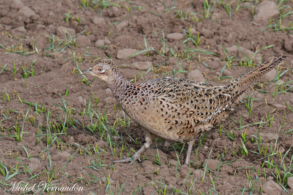 Common Pheasant female adult