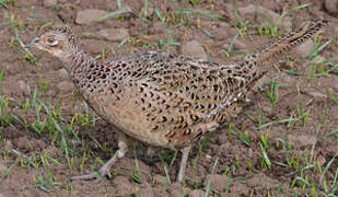 Common Pheasant