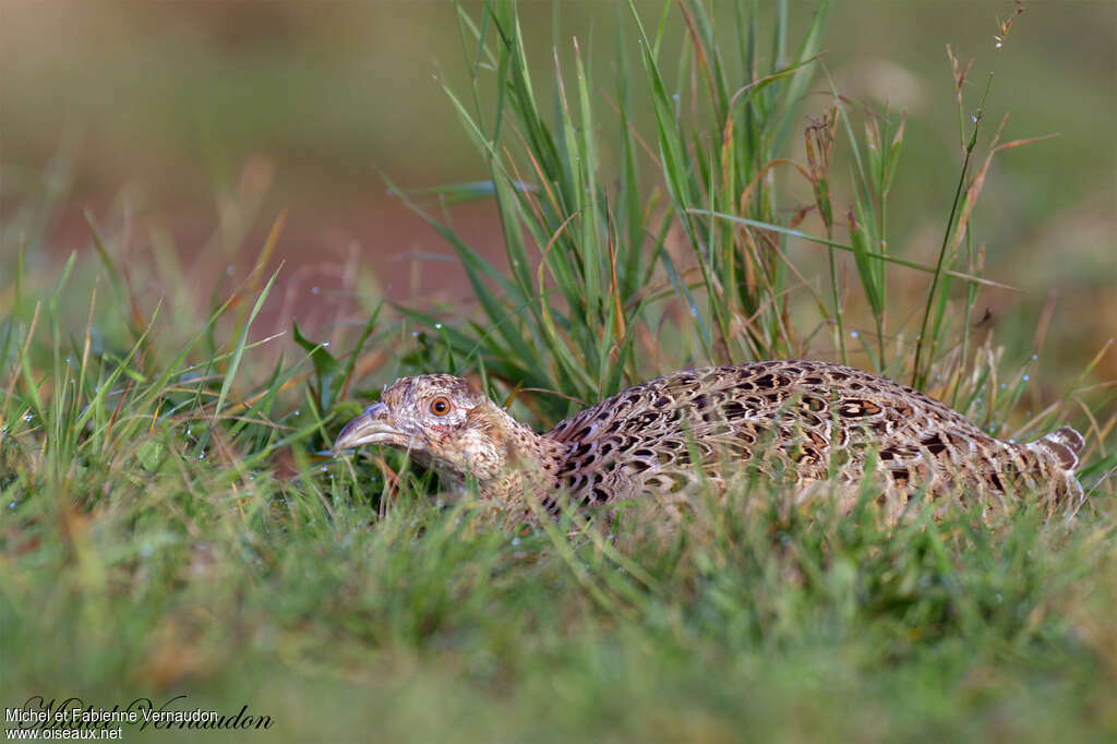 Common Pheasant female adult, Behaviour