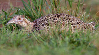 Common Pheasant