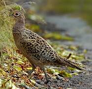 Common Pheasant