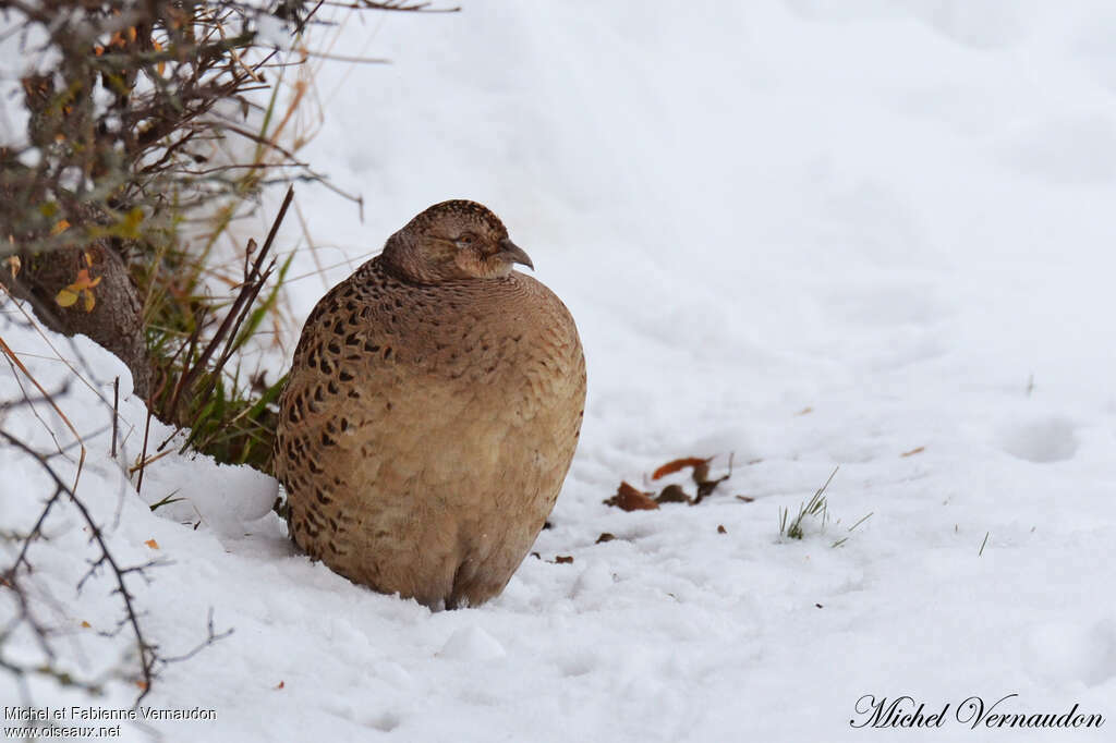 Common Pheasant female adult, identification