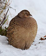 Common Pheasant