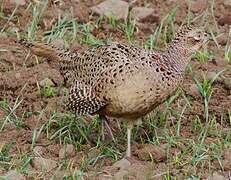 Common Pheasant