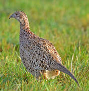 Common Pheasant