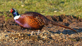 Common Pheasant