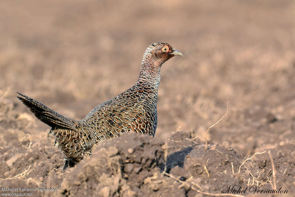 Common Pheasant female adult