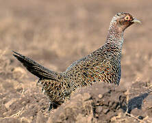 Common Pheasant