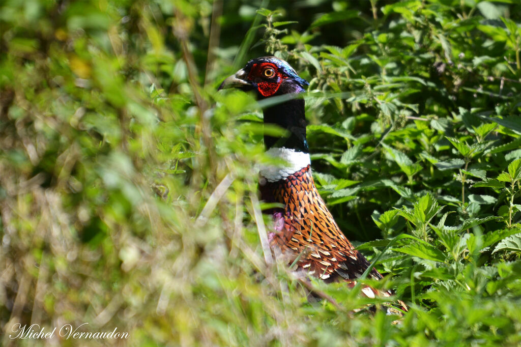 Common Pheasant male adult