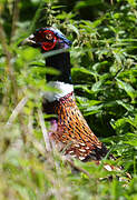 Common Pheasant