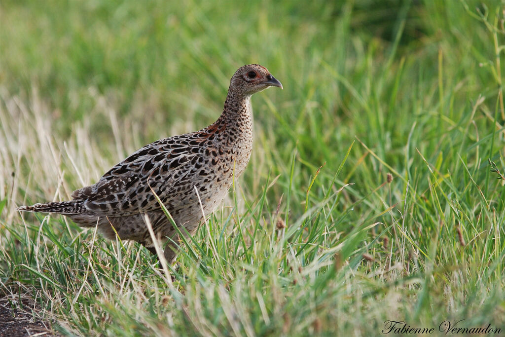 Common Pheasant female adult