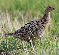 Common Pheasant