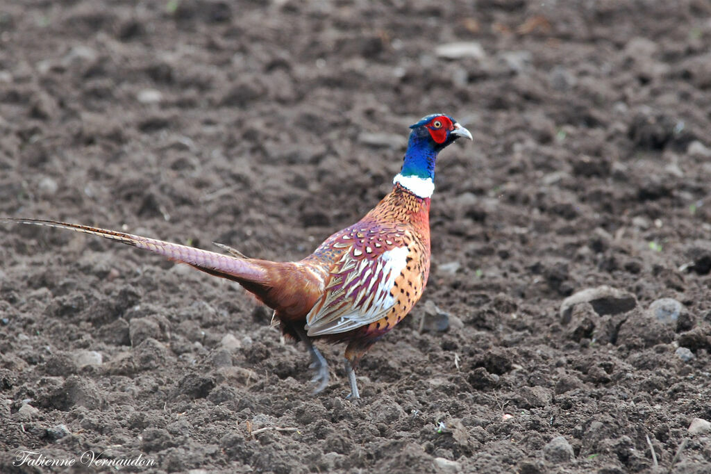 Common Pheasant male adult