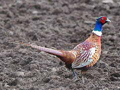 Common Pheasant