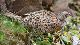 Common Pheasant