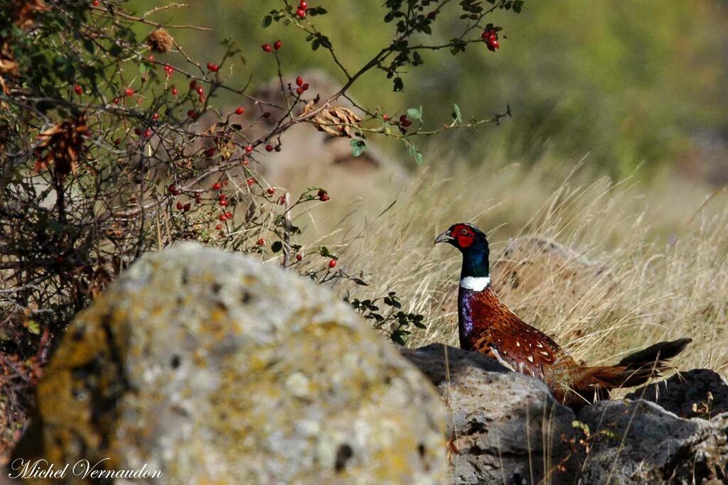 Common Pheasant male adult