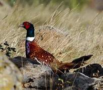 Common Pheasant