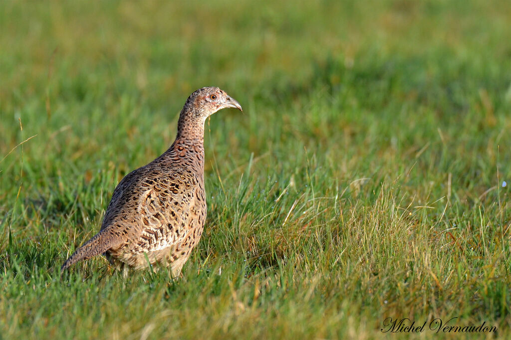 Common Pheasant female adult