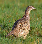 Common Pheasant