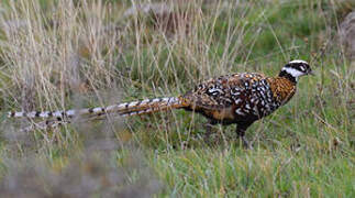 Reeves's Pheasant