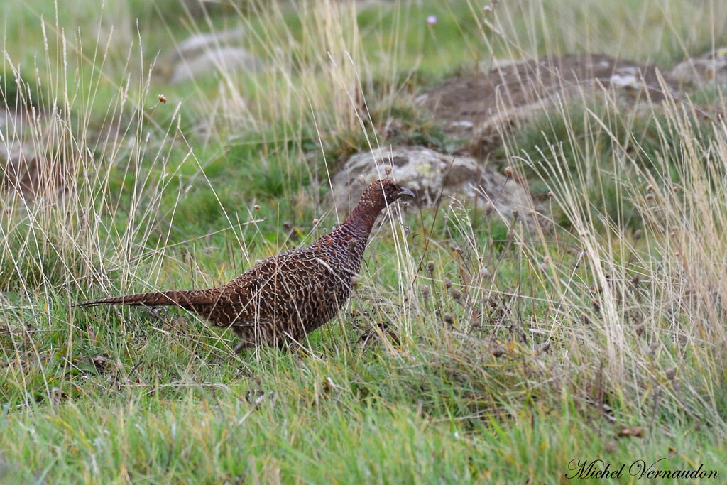 Reeves's Pheasant female adult