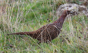 Reeves's Pheasant