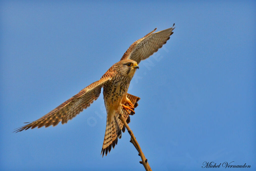 Common Kestrel