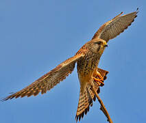 Common Kestrel