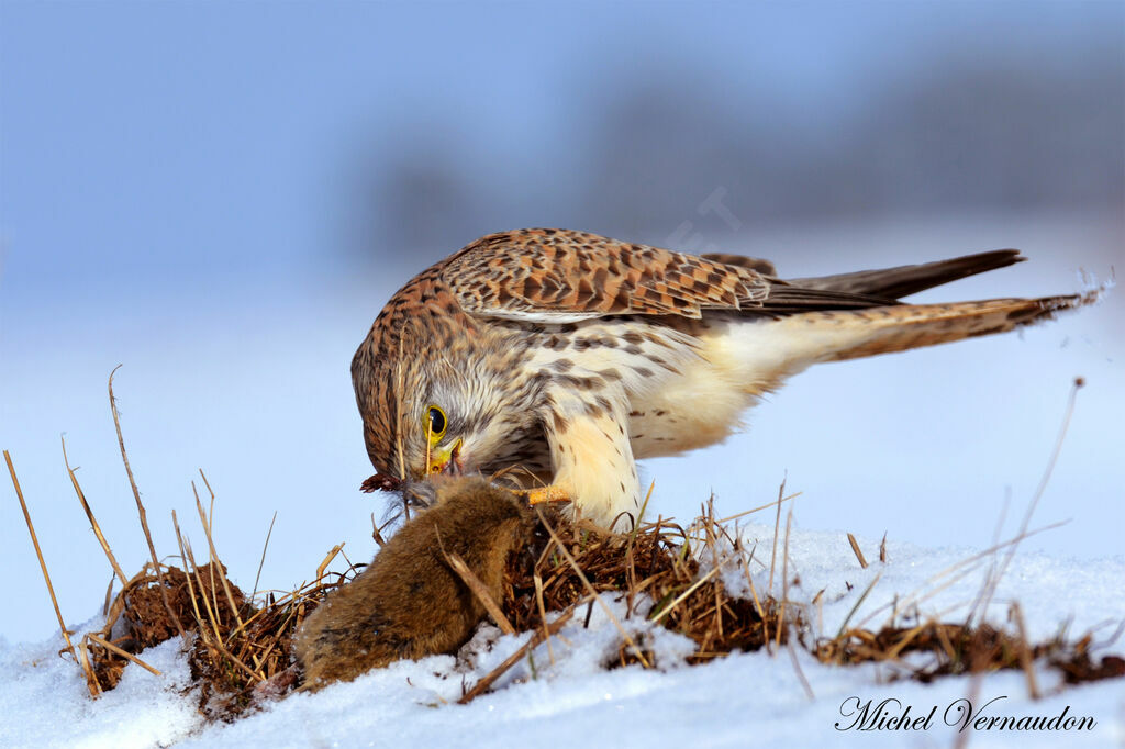 Common Kestrel