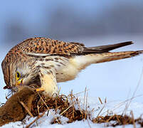 Common Kestrel