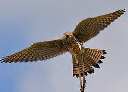 Common Kestrel