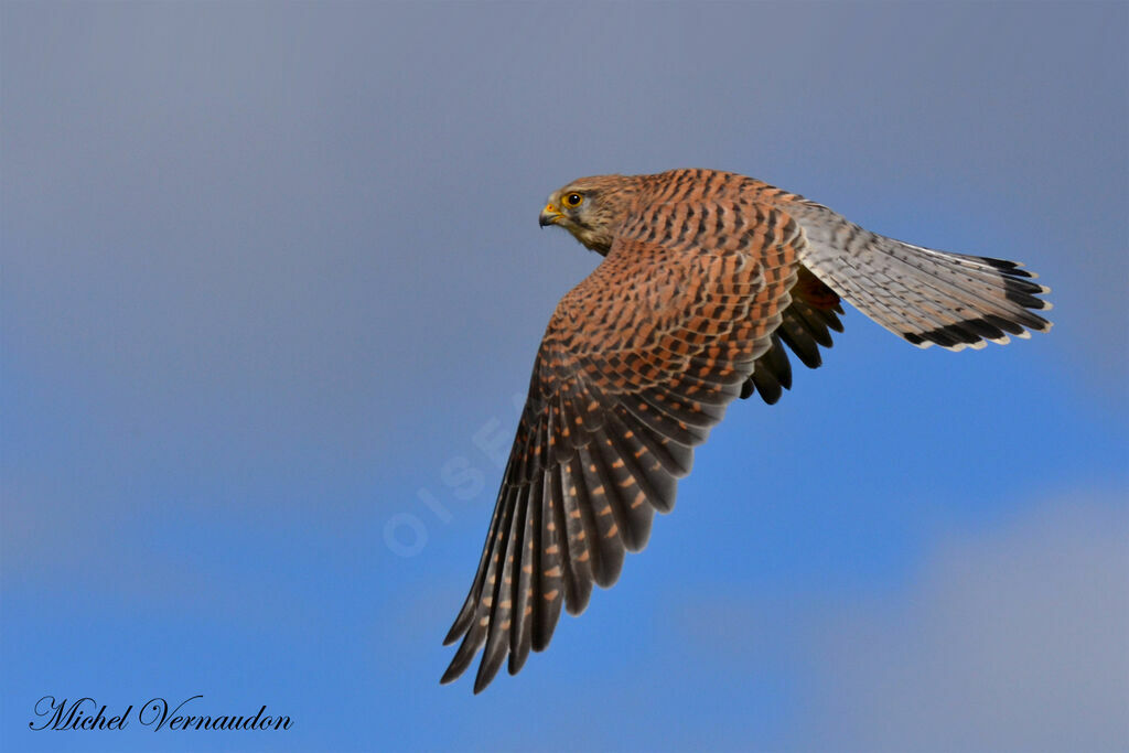 Common Kestrel