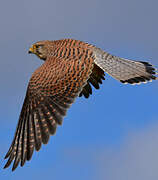 Common Kestrel