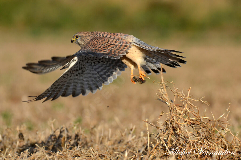 Faucon crécerelle