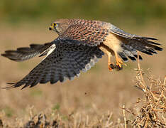 Common Kestrel