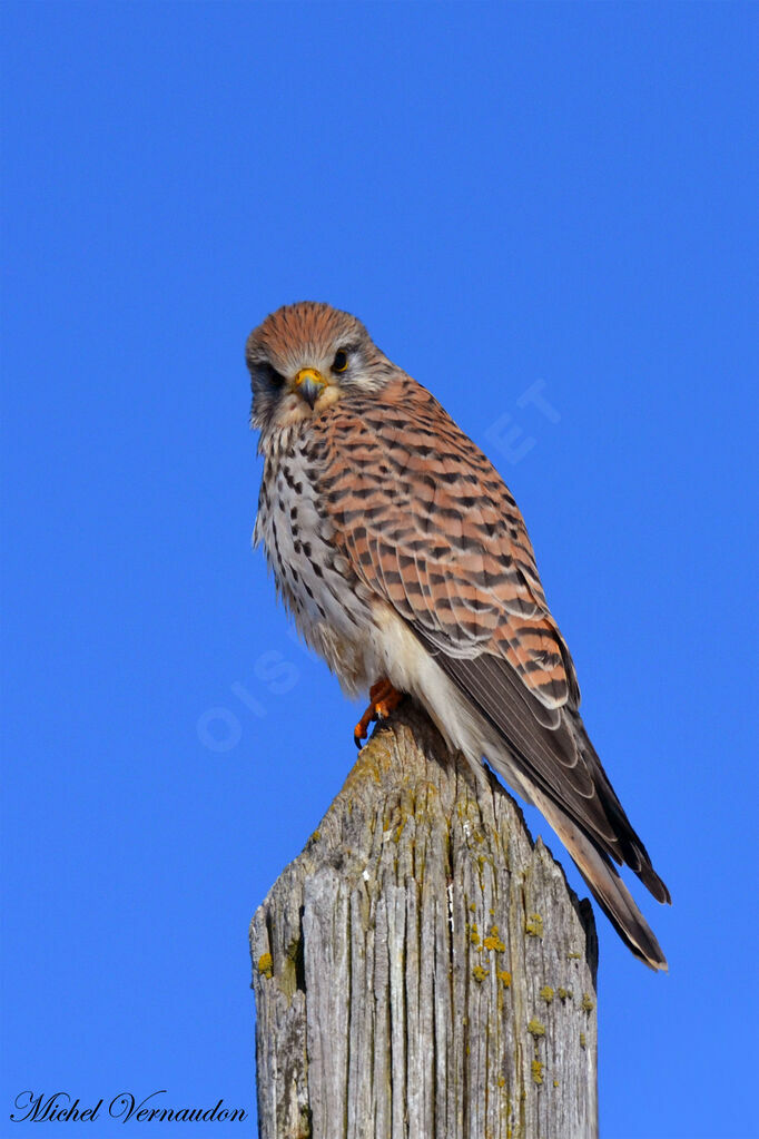 Common Kestrel