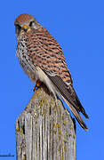 Common Kestrel