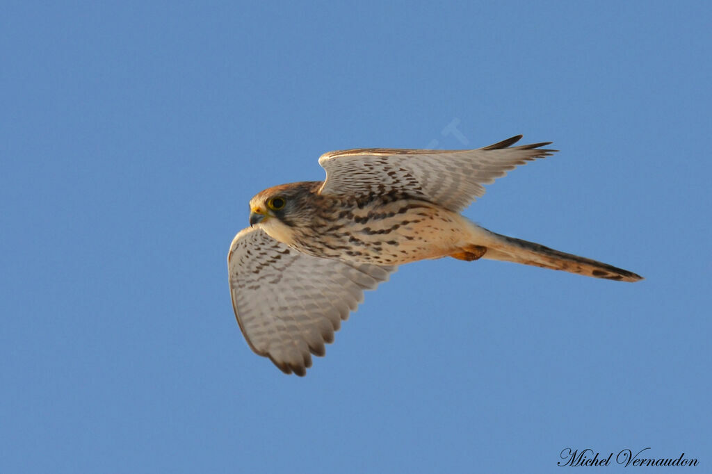 Common Kestrel