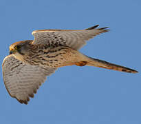 Common Kestrel