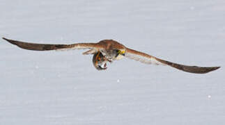 Common Kestrel