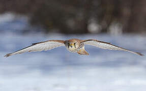 Common Kestrel