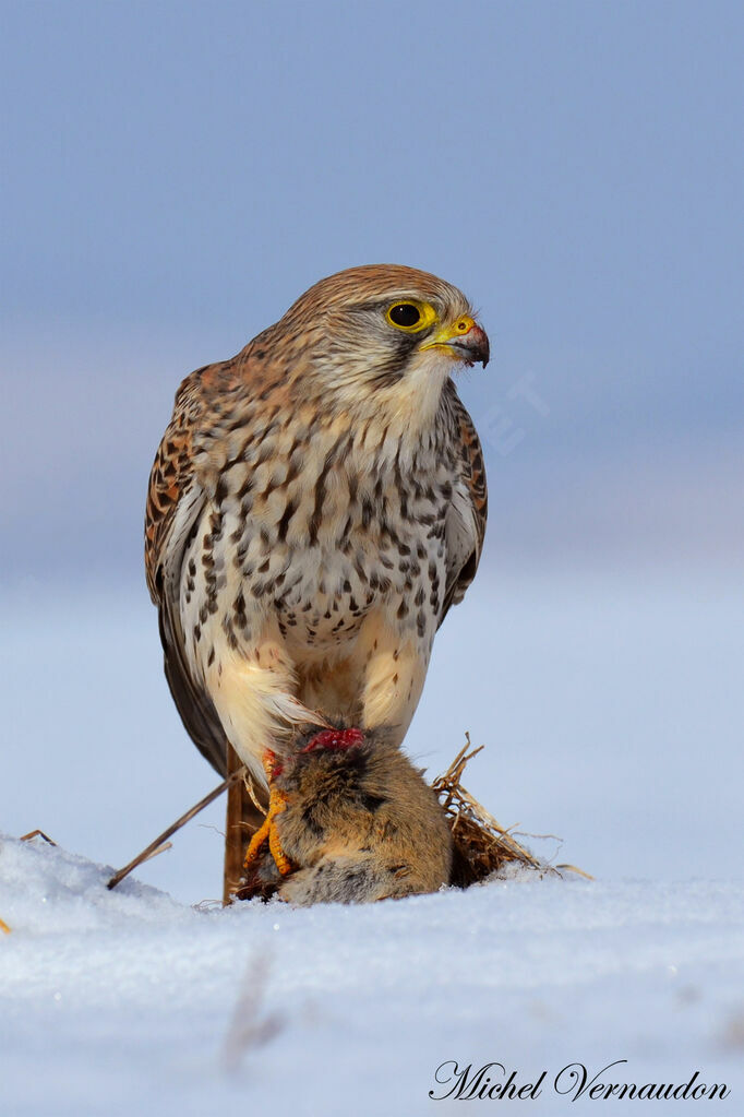 Common Kestrel