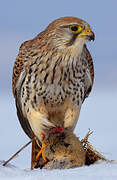 Common Kestrel