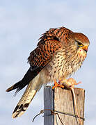 Common Kestrel